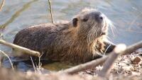 bobr beaver-4814029 1280